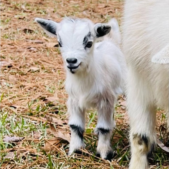 Meet your Posher, Tommy - Picture 7 of 7